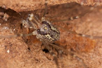 Media type: image; Invertebrate Zoology 29238